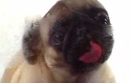 Perro