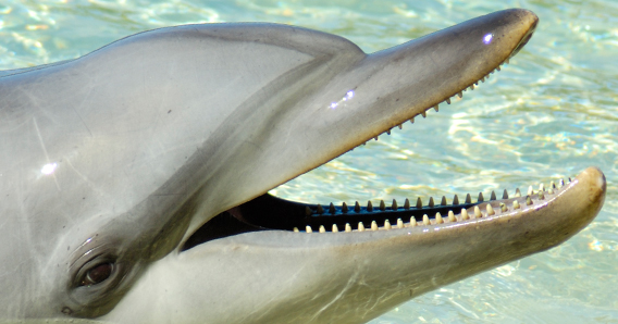 dolphin