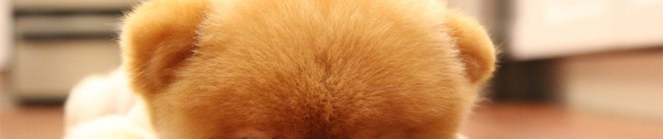 5 trucos para convertir tu mascota en la nueva estrella de Facebook