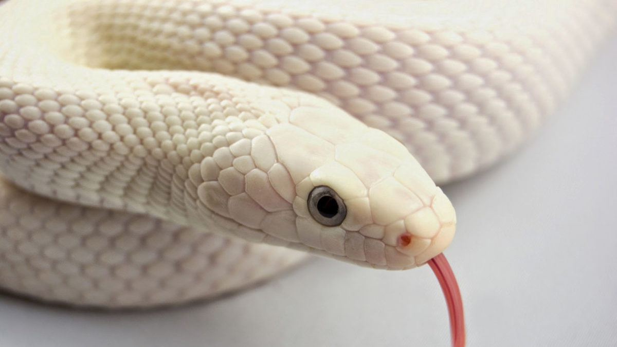Reto: ¿eres capaz de encontrar a la serpiente escondida entre las hojas?
