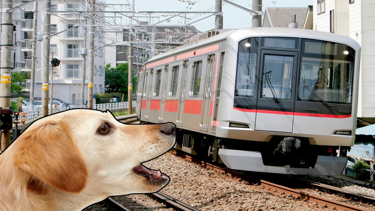 Trenes que ladran para impedir la muerte de los ciervos