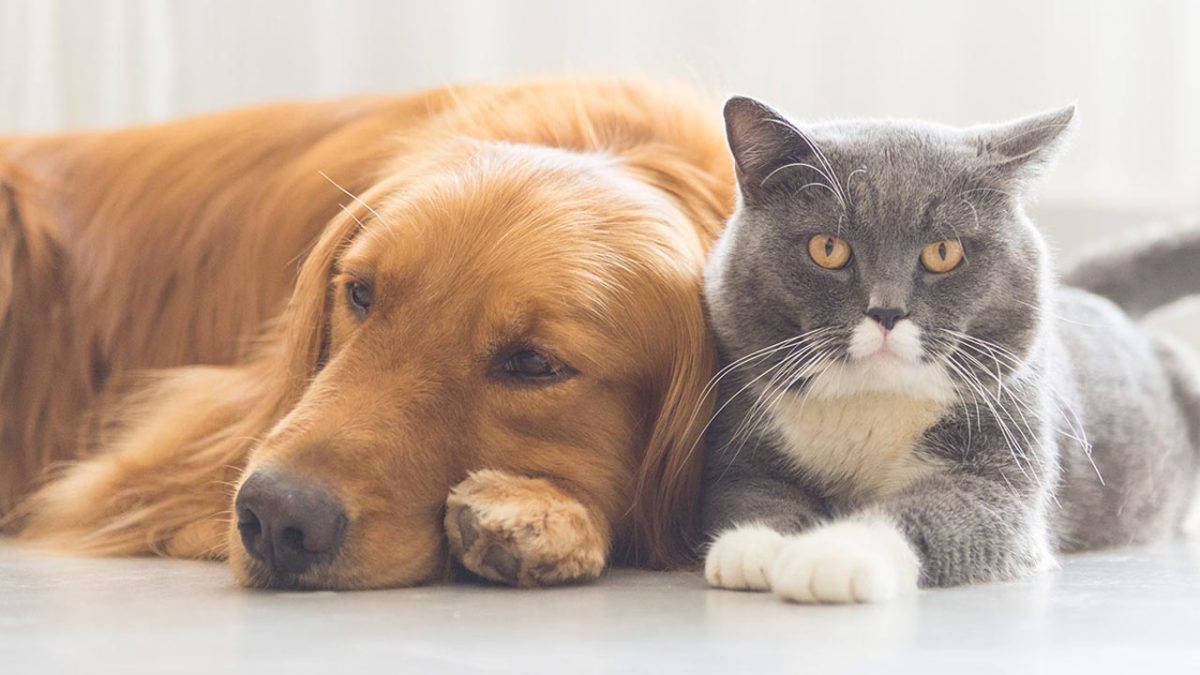 5 trucos para sacar mejores fotos de tus mascotas