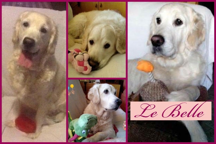 Collage hecho con Adobe Express