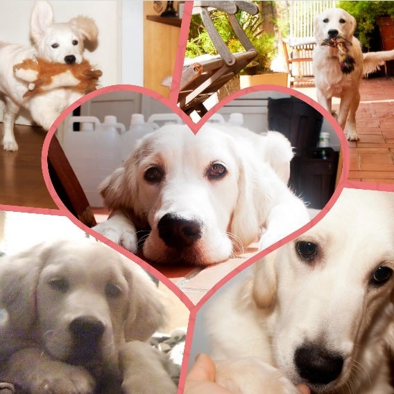 Collage hecho con Fotor