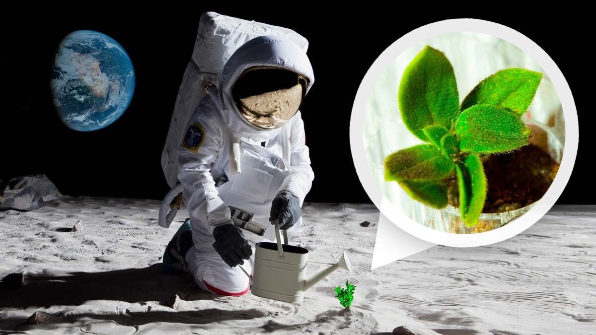 NASA plantar en La Luna
