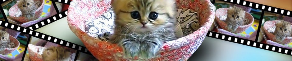How to: create animated cat GIFs