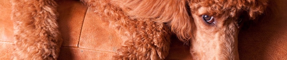 Poodle by greg westfall