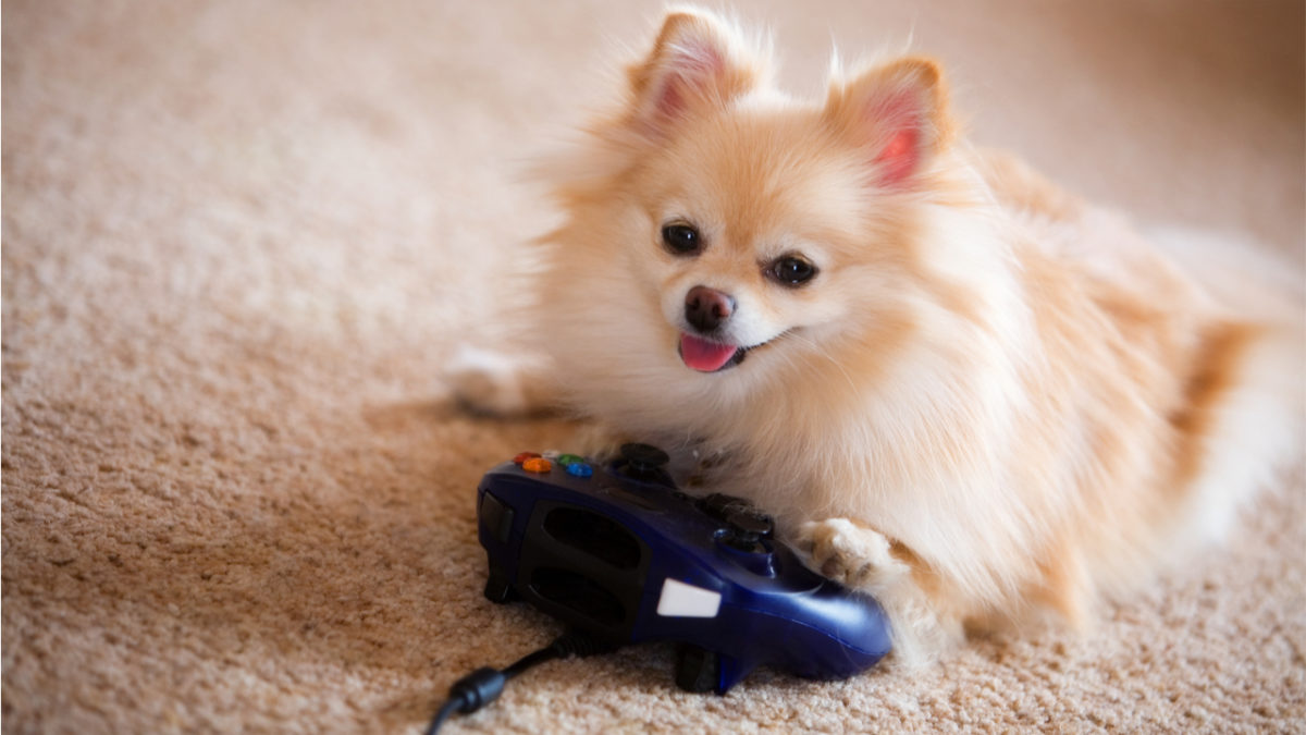 The first video game console for dogs