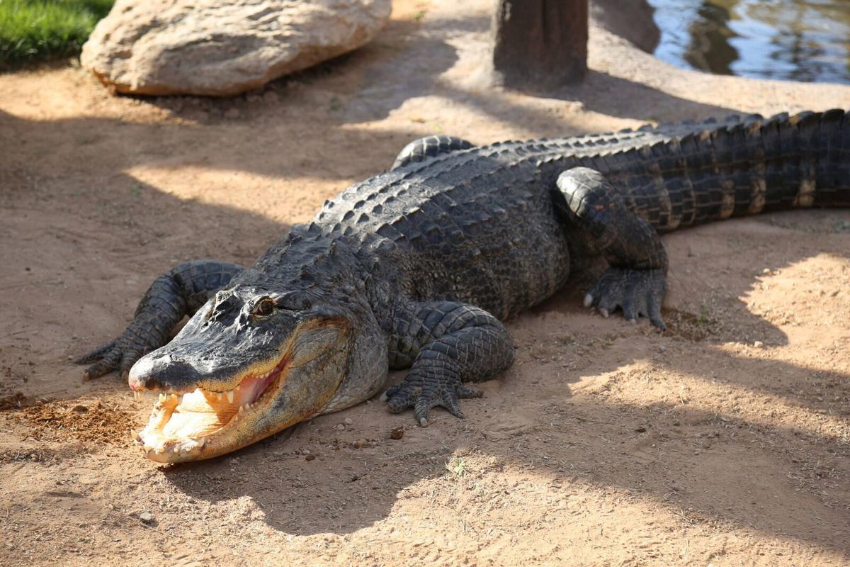 Crocodile or alligator?