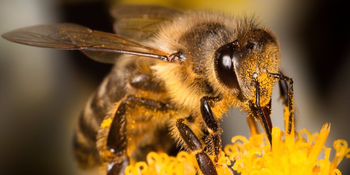 bees are endangered