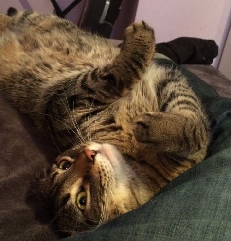 LoveYourCat