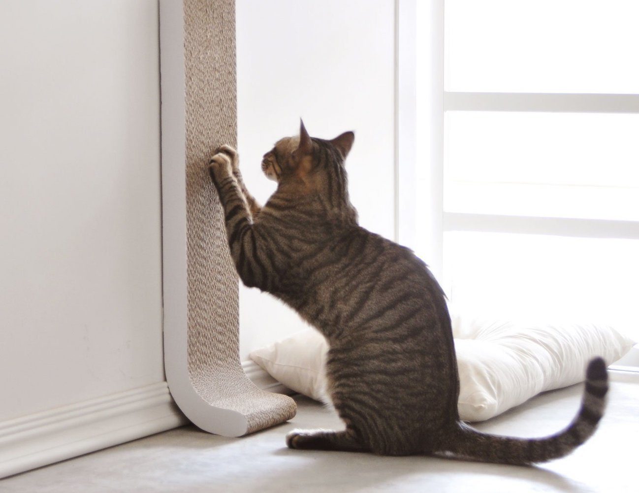 MarkingTerritoryByScratching