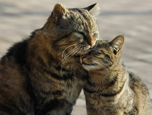 TwoCatsCanBeFriends
