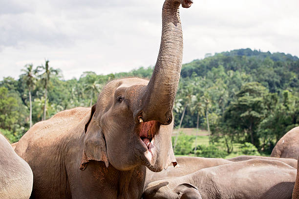 that's a perilous pachyderm!