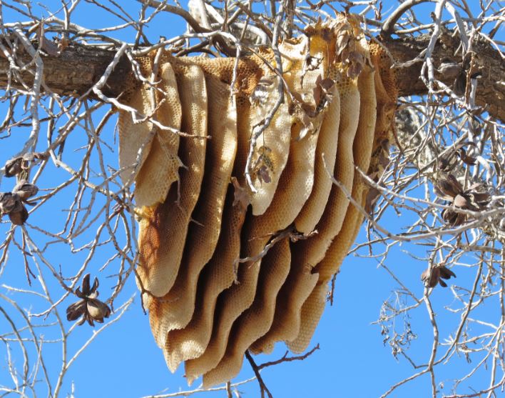 keep far away from bee hives