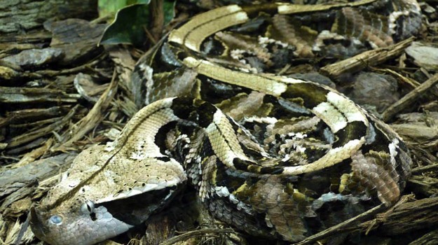 can you see the snake?