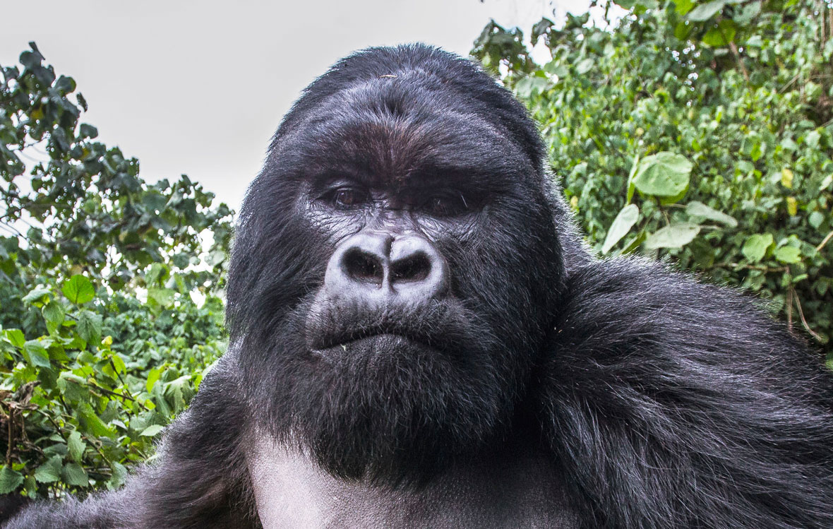 Play passive with gorillas
