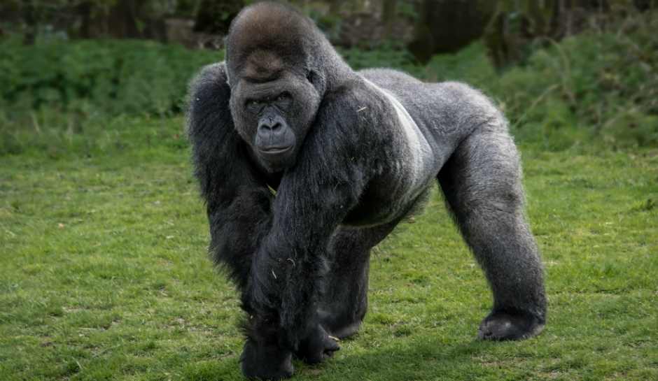 gorillas are prideful