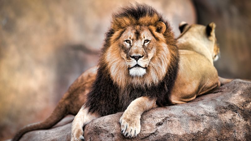 lions are basically big cats