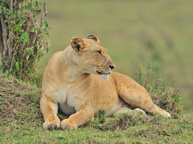 lionesses are even more dangerous than the males