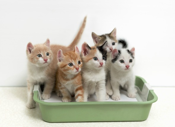 MoreThanOneBoxPerCat