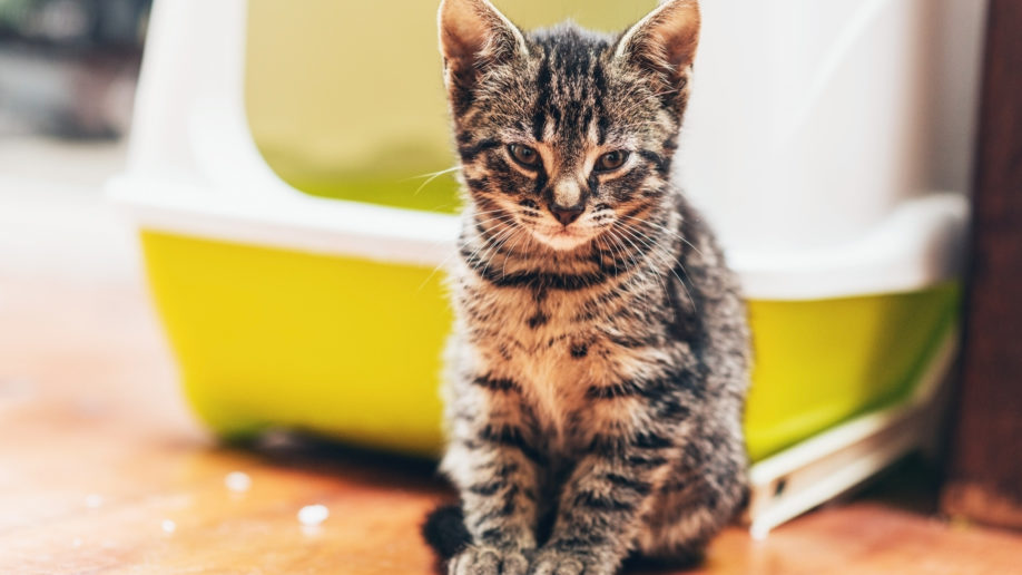 CatLitterBox