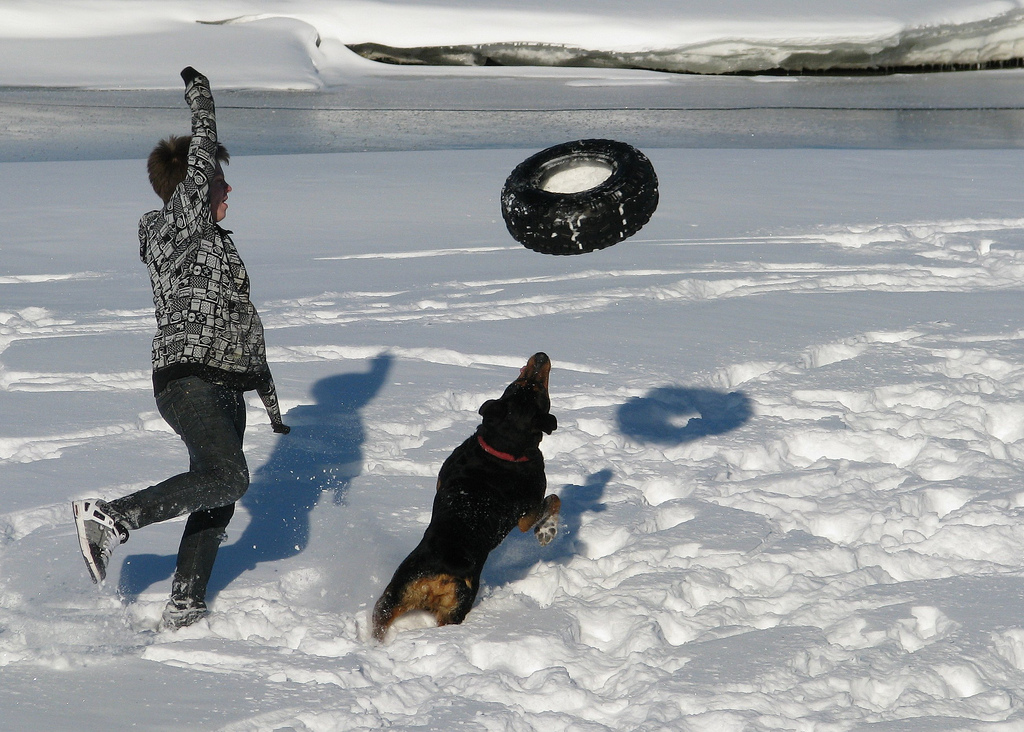 distract the dog if possible