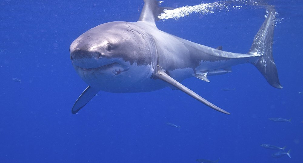 most sharks will not attack