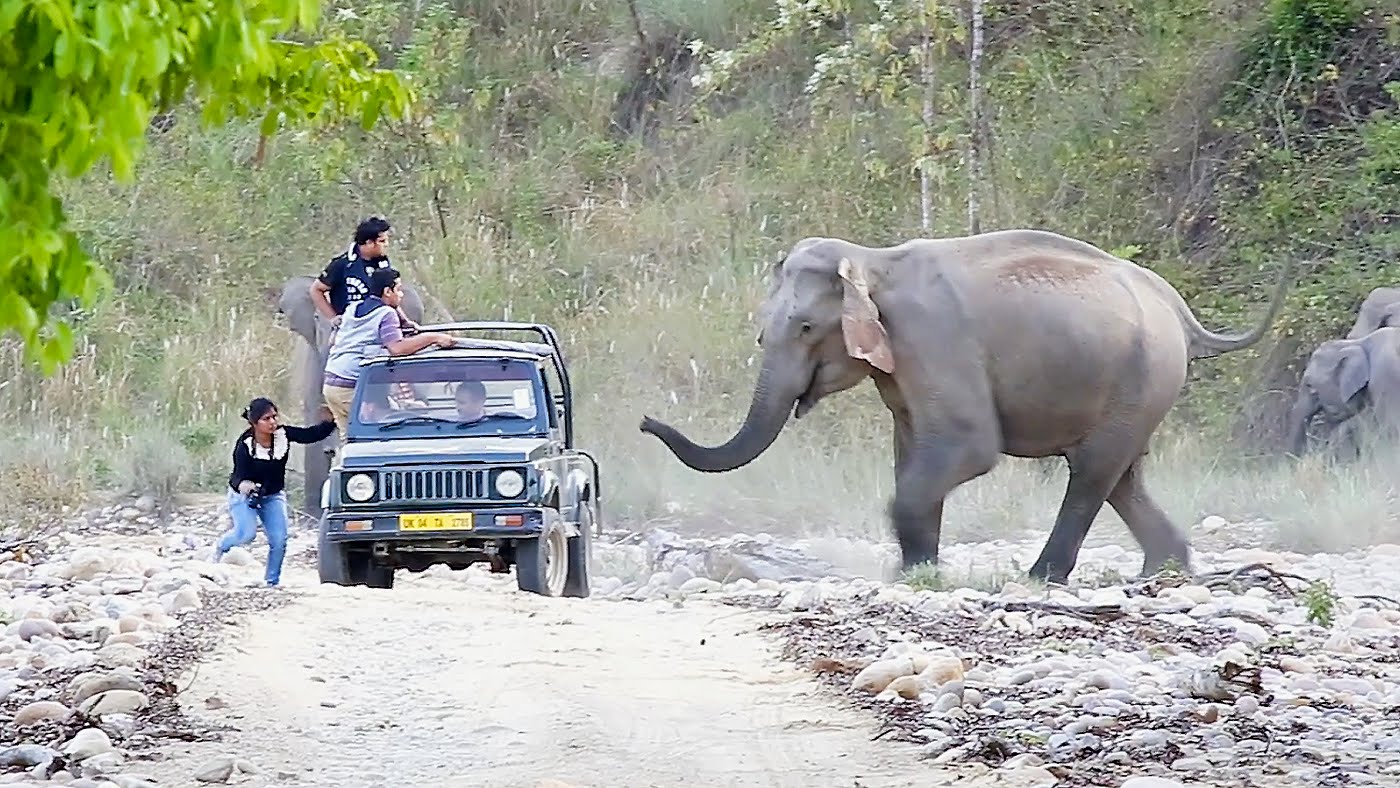put something between you and the elephant