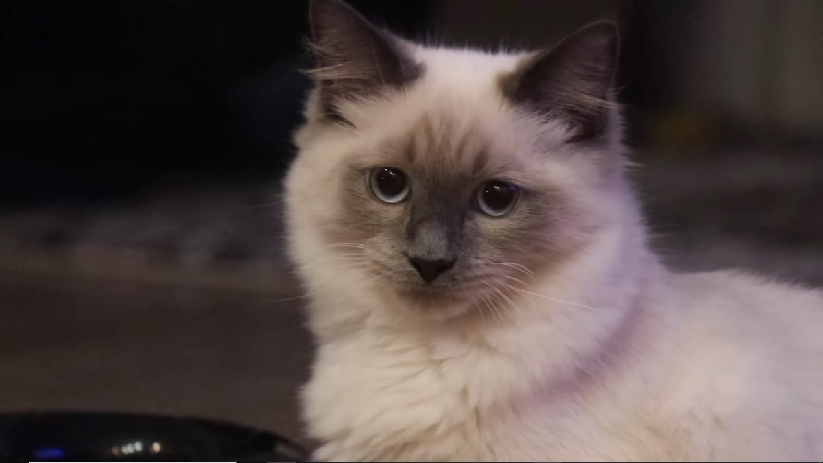 Top 5 YouTube channels for pet owners