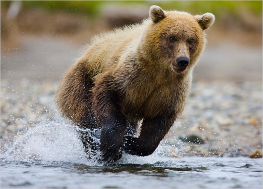 If you can't outrun the bear, outrun your friend