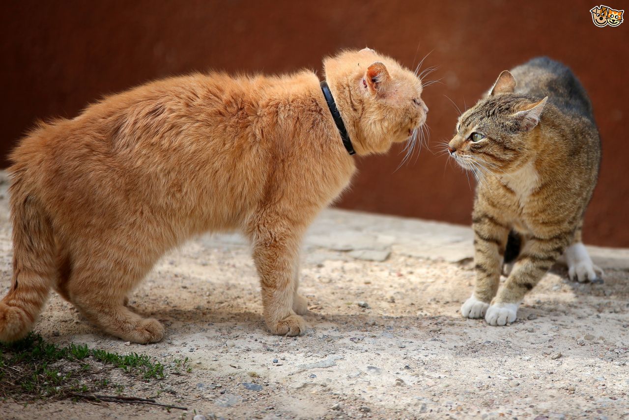 TheresAlwaysATopCat