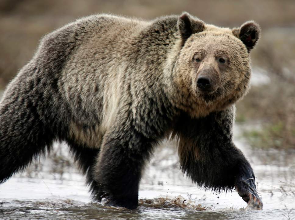 play dead when attacked by a bear