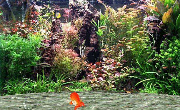 Windows 10 fish tank screensaver