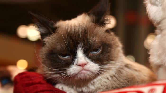 Grumpy Cat
