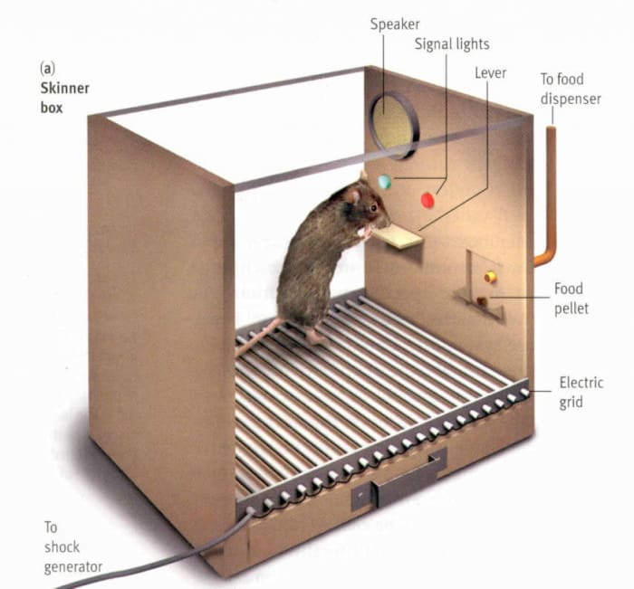 Skinner's box
