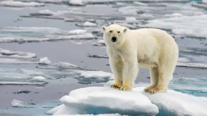 Polar bear