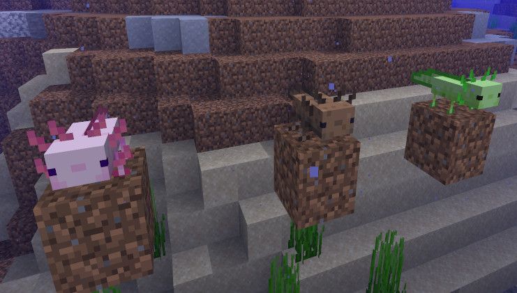 How to Get a Blue Axolotl in Minecraft
