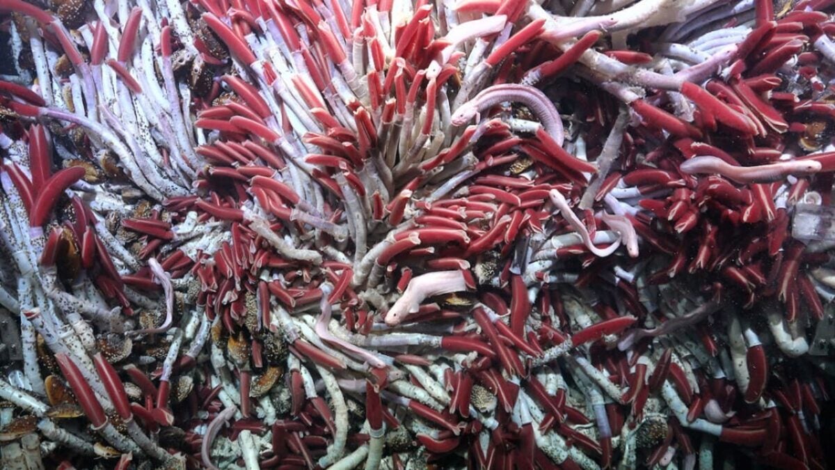 Unveiling the Enigmatic Depths: Exploring the Hidden “New World” beneath the Sea