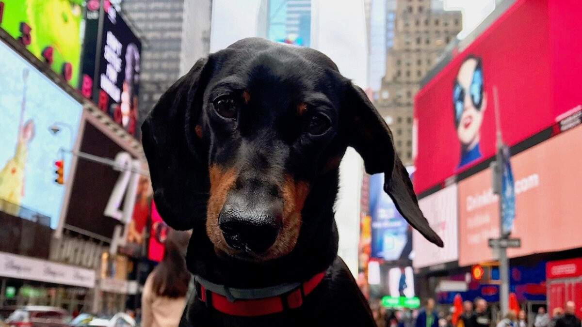 From Local to Global: The New Yorker Who Challenged the Financial Fabric of the World