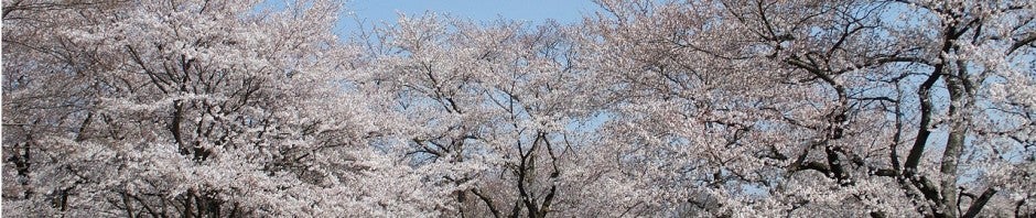 そうだ 花見、行こう。花見気分が盛り上がるアプリ6選