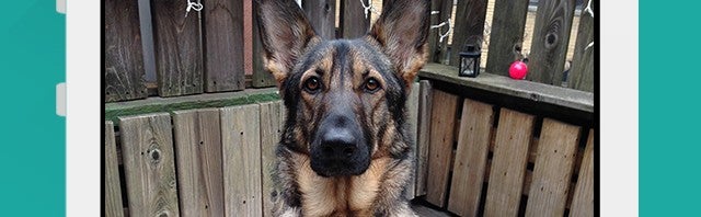 App facilita a vida do usuário na hora de tirar fotos de seus cachorros