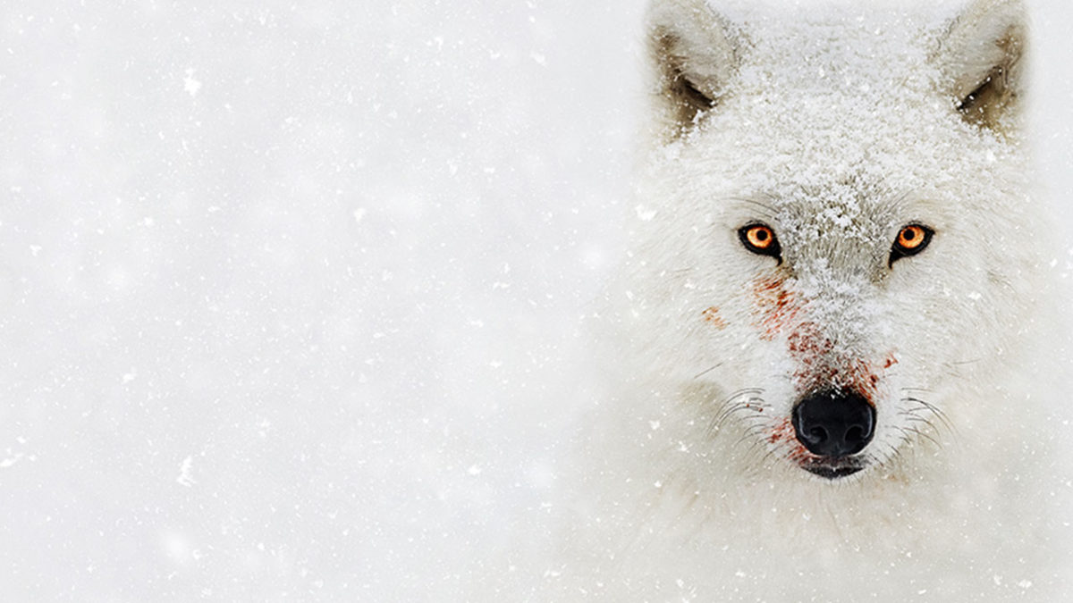 Top 10 National Geographic Dokumentationen, die du auf Disney+ anschauen kannst