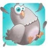 Il-est-con-ce-pigeon