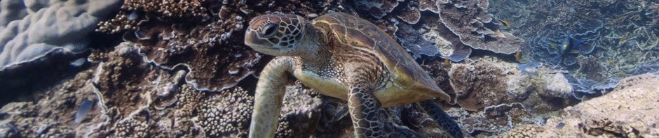 Google Maps: plongez au milieu des tortues dans la Grande Barrière de corail