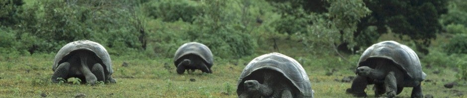 Le Secret Story des animaux: YouTube diffuse en direct le Zoo de Londres