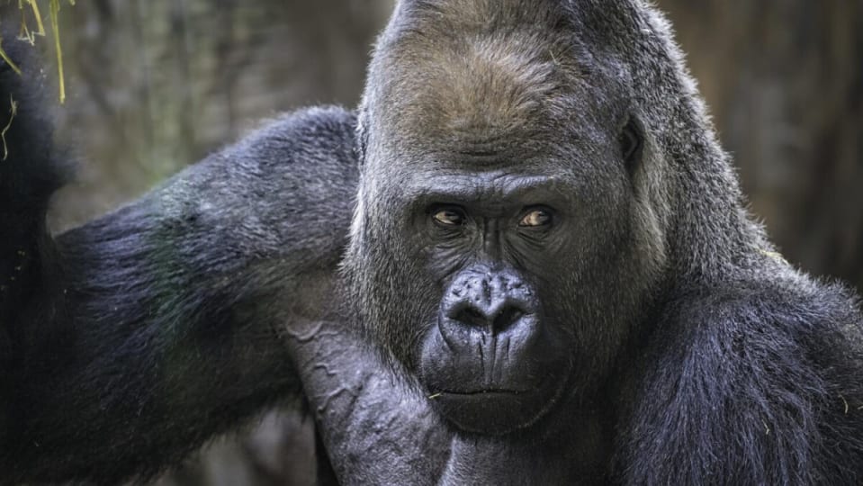 Google sigue sin ser capaz de identificar gorilas en fotos… y el motivo es racista