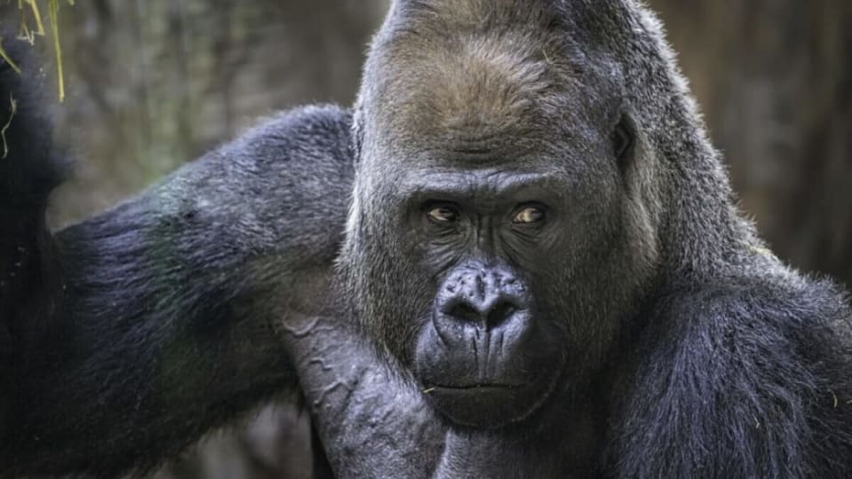 The Troubling Truth: Google’s Failure to Identify Gorillas Exposes Racial Bias