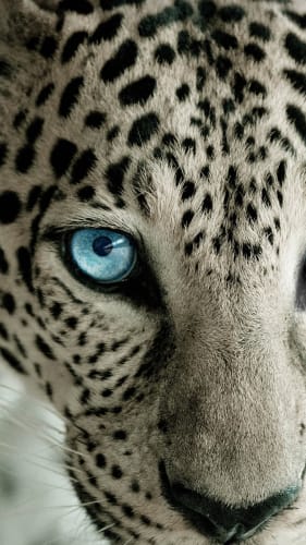 Fondo de pantalla leopardo