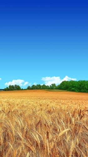 Fondo de pantalla con campo de trigo